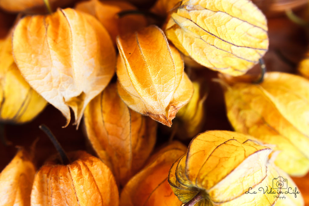 Weird Tropical Fruits: Part 1