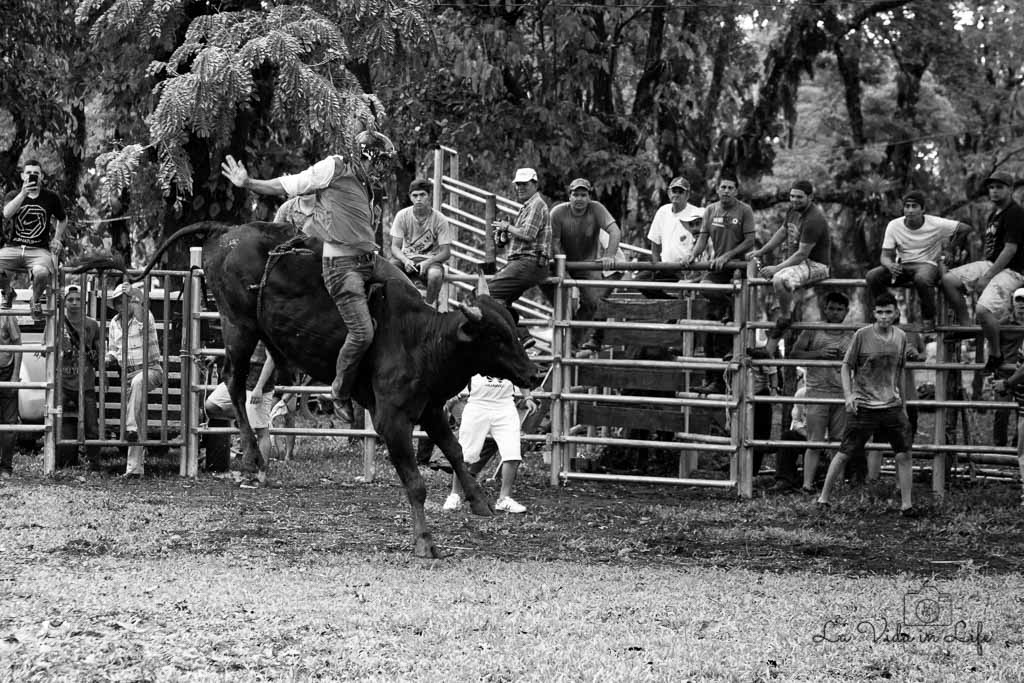 Costa Rica Bullfighting Facts