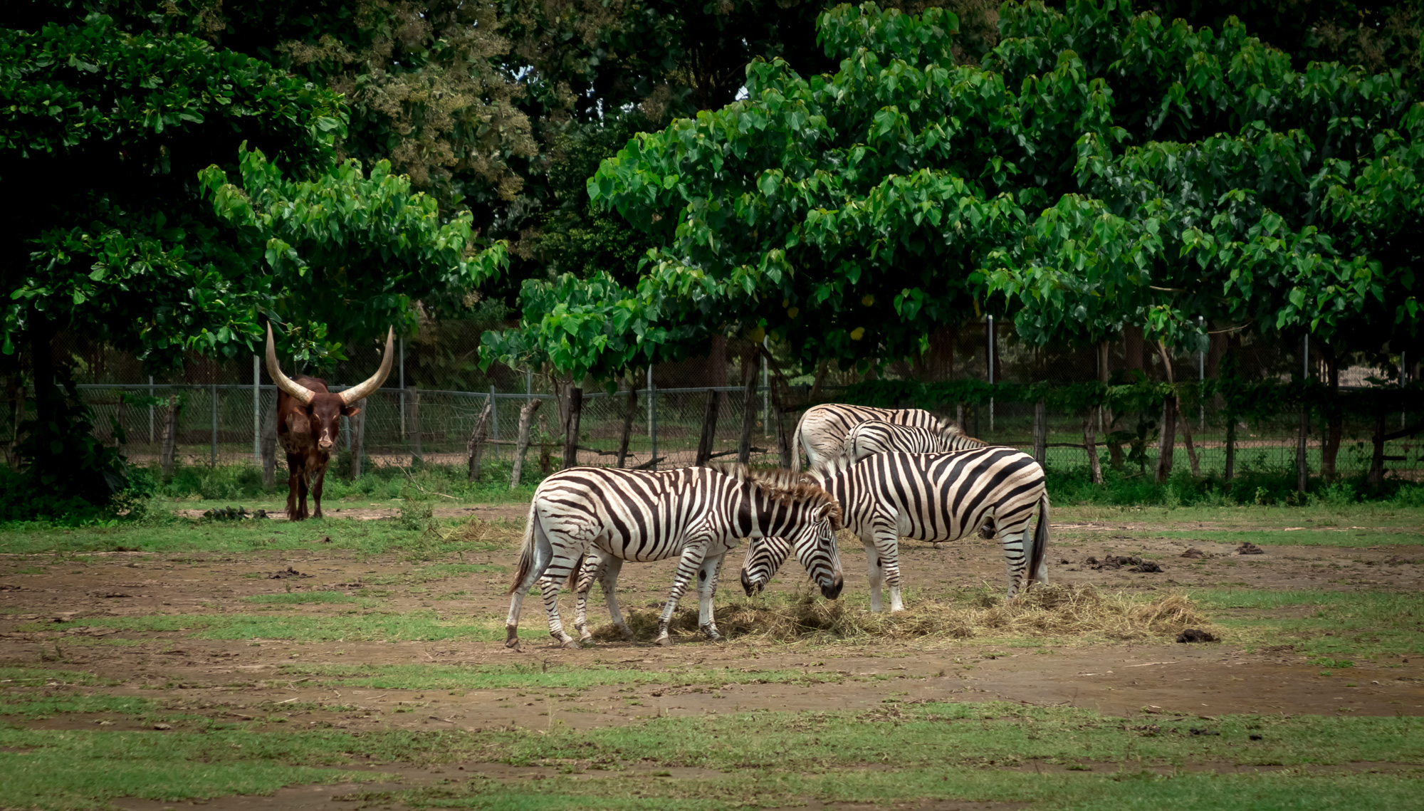 African Animals in Costa Rica: An Unexpected Twist in the Rainforest