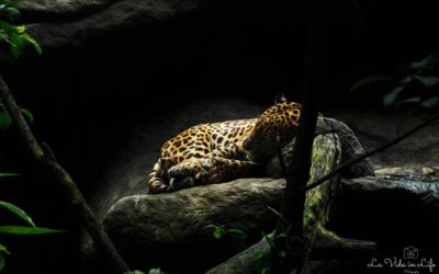 14 Fascinating Facts About Jaguars in Costa Rica