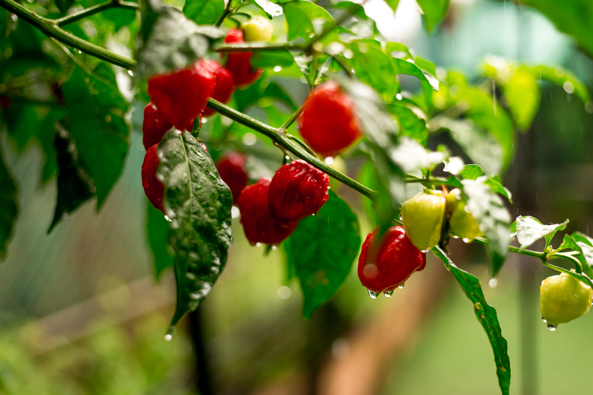 red chilies in the rain