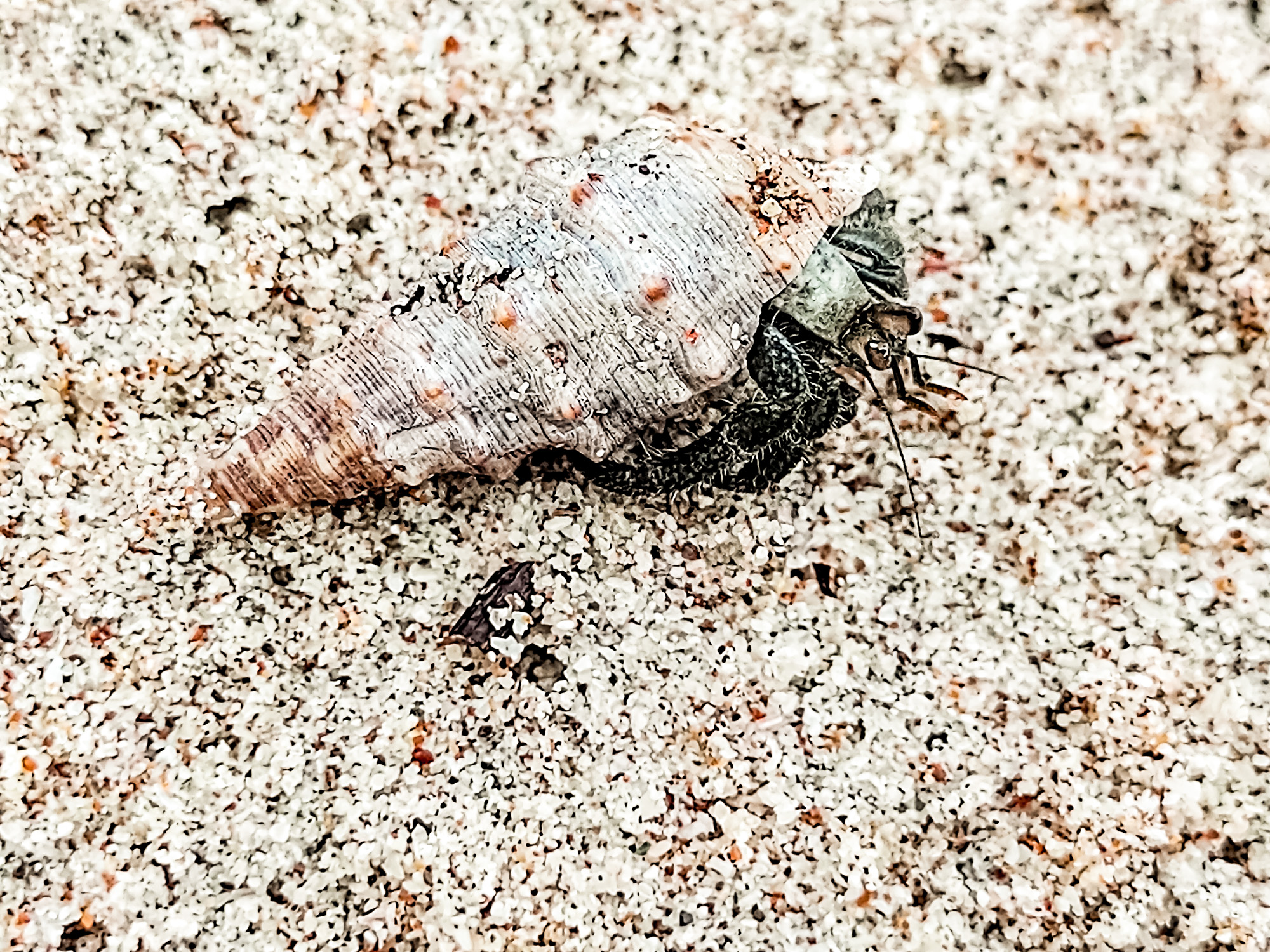 Playa Conchal, Costa Rica: The Beach Made of Shells!