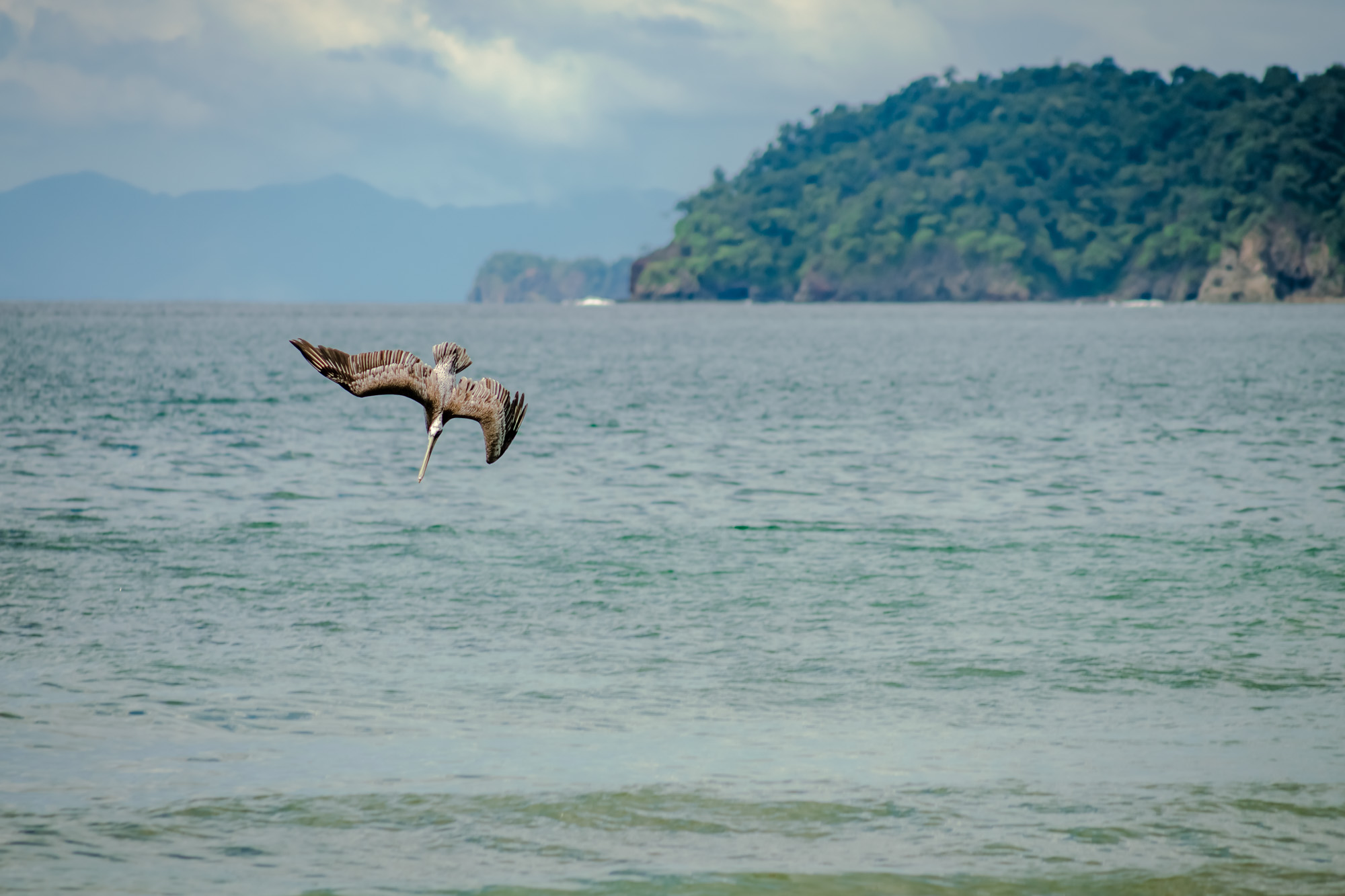 Pelicans fishing along Brasilito Beach