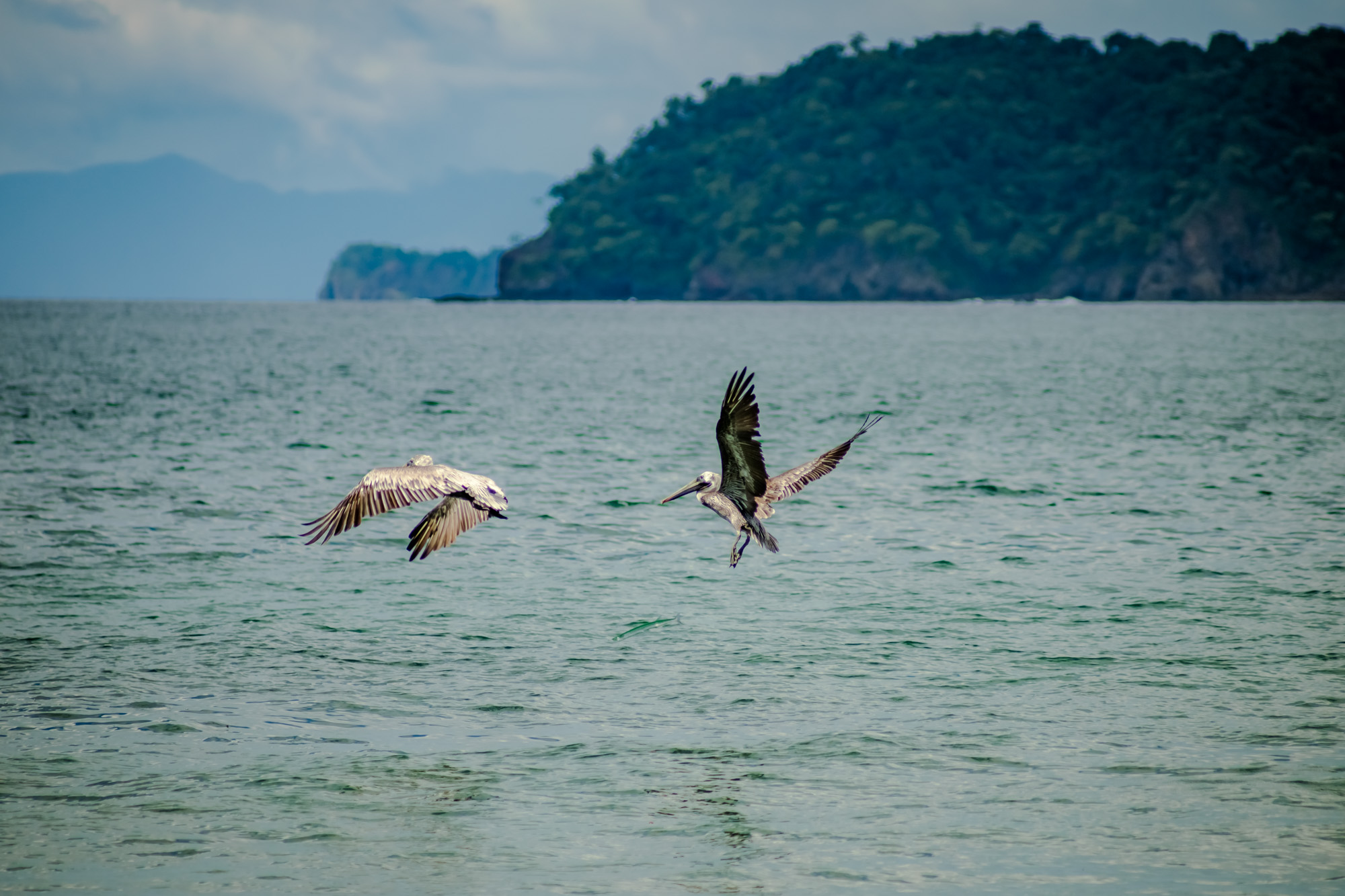 Pelicans fishing along Brasilito Beach