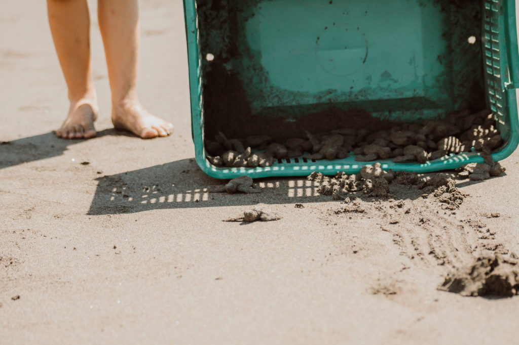 child's feet next to baby sea turtles during release