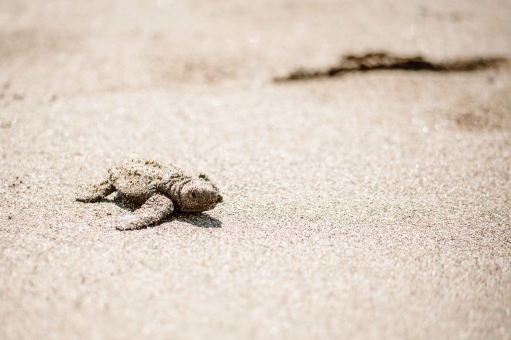 baby sea turtles in costa Rica making the trek to the ocean
