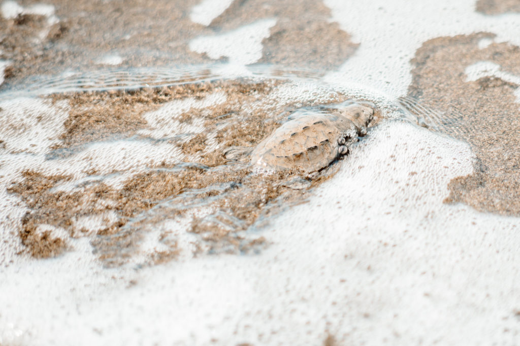 baby sea turtle successfully entering the ocean in Costa Rica