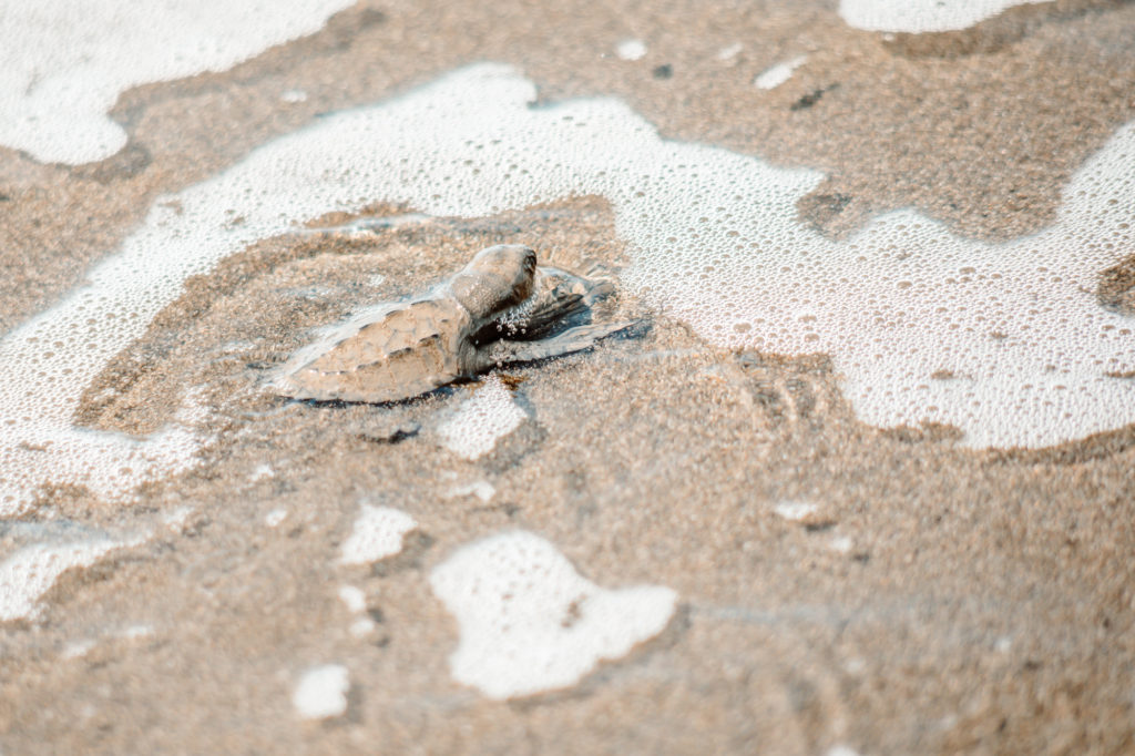 baby sea turtle successfully entering the ocean in Costa Rica