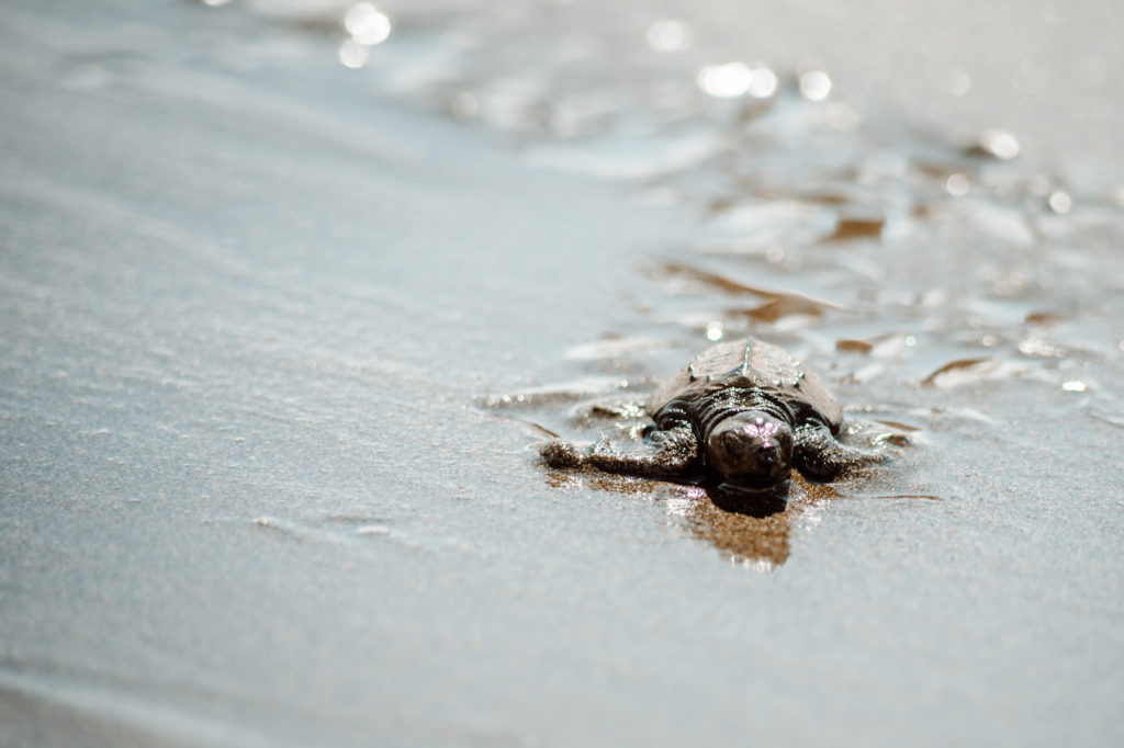 baby sea turtles in costa Rica making the trek to the ocean