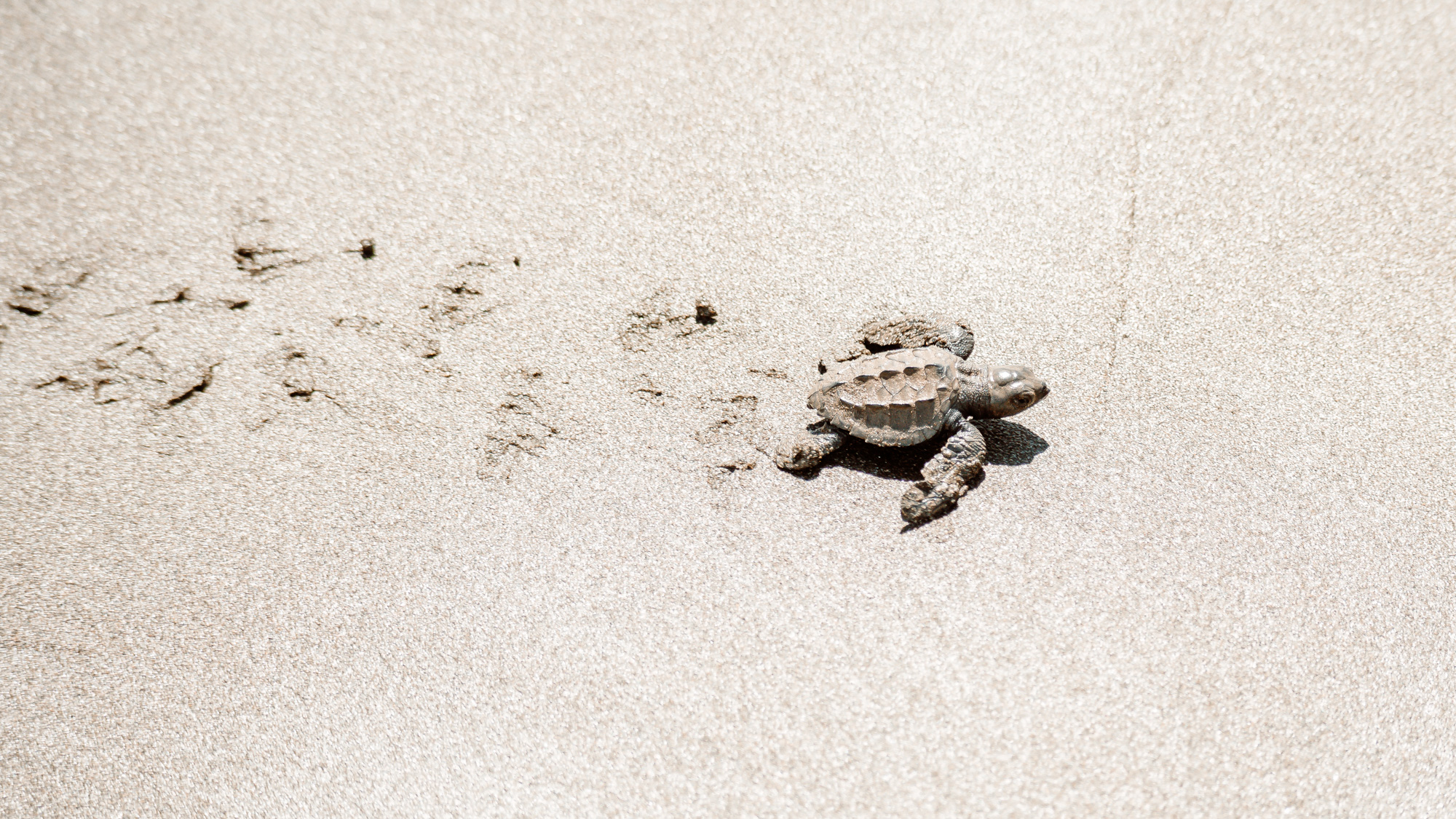 baby sea turtles in costa Rica making the trek to the ocean