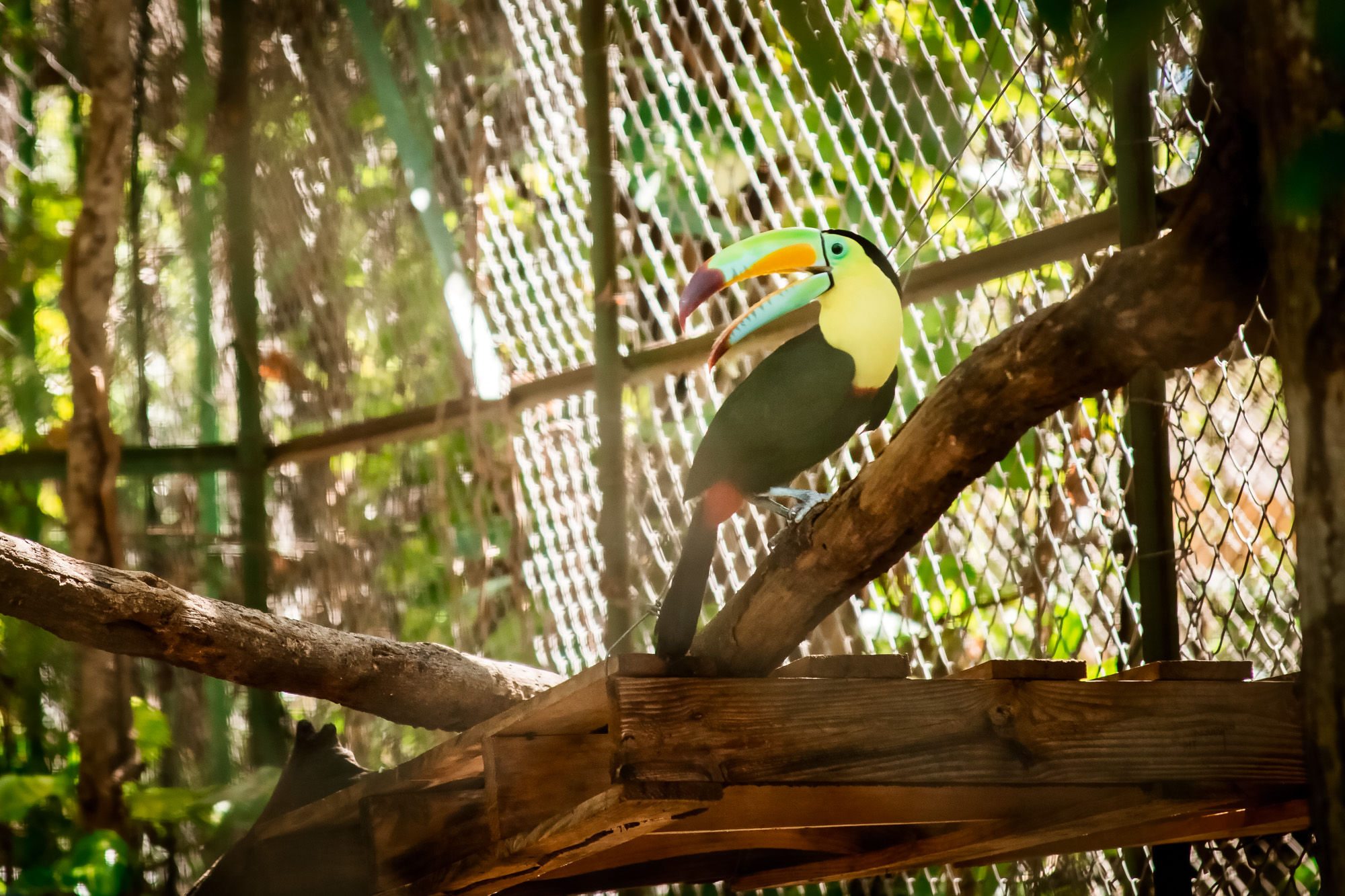 Image of a keel-billed toucan: facts about toucans in costa rica