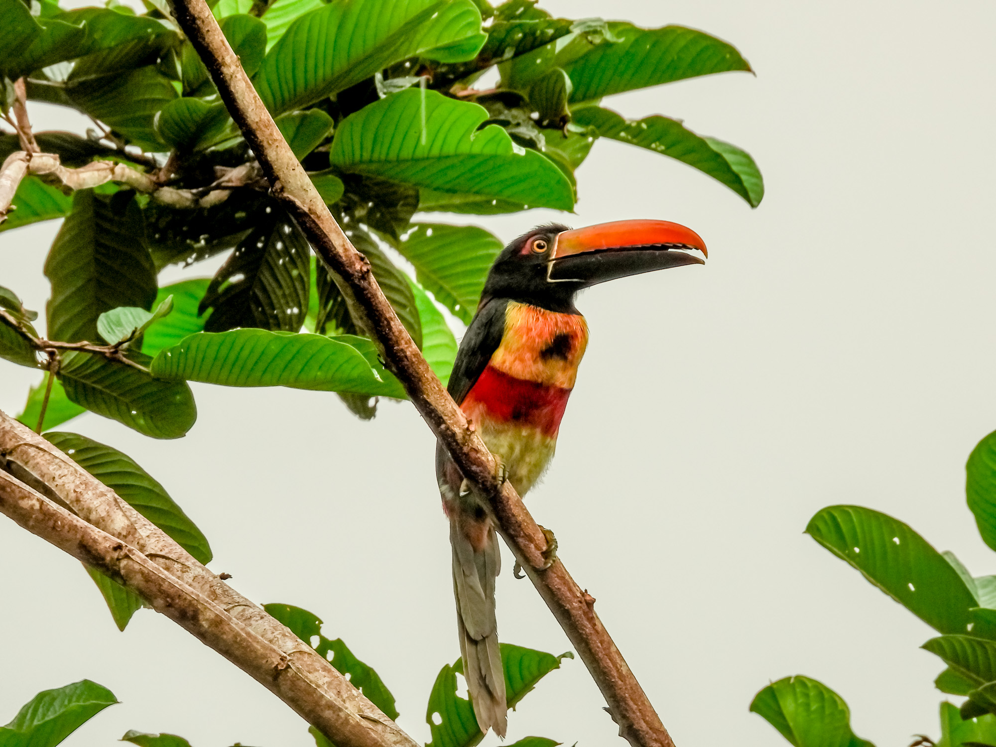 Fiery-billed aracari toucan in a tree