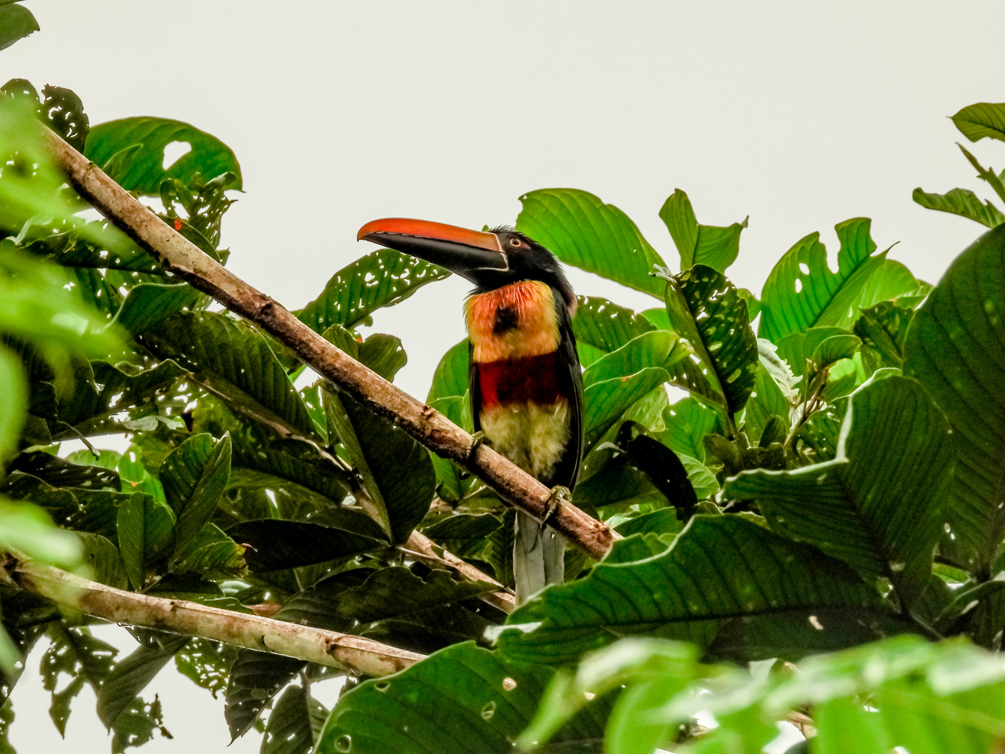 Fiery-billed aracari toucan in a tree: facts about toucans in Costa Rica