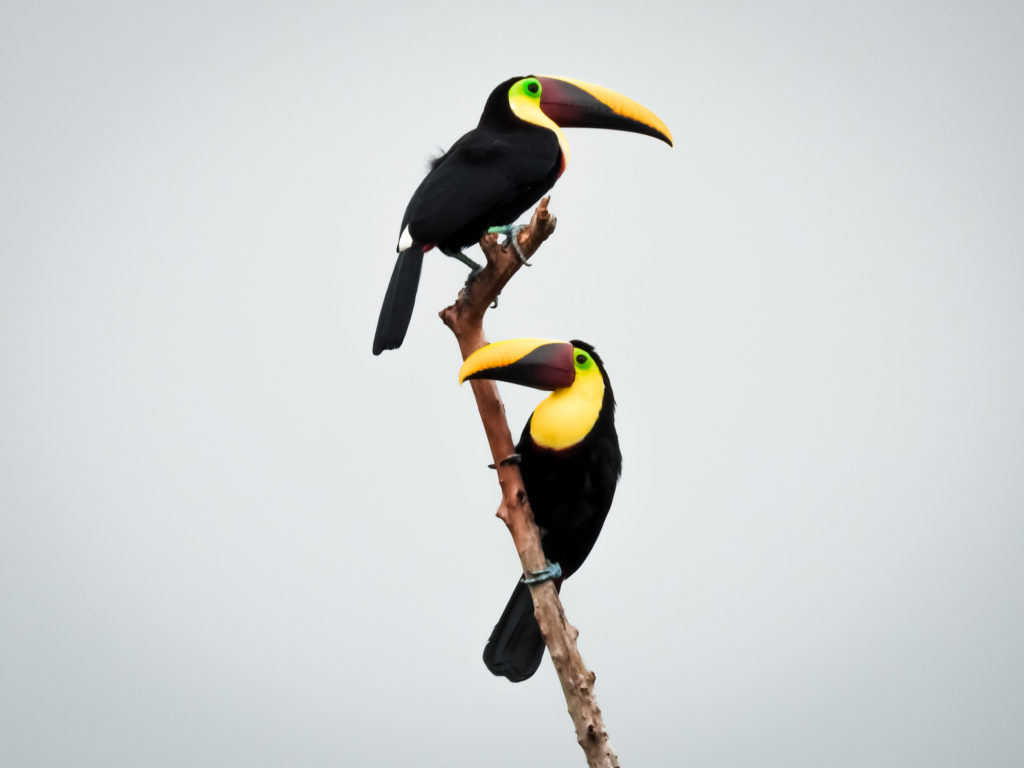 pair of chestnut-mandibled toucans on a dead tree