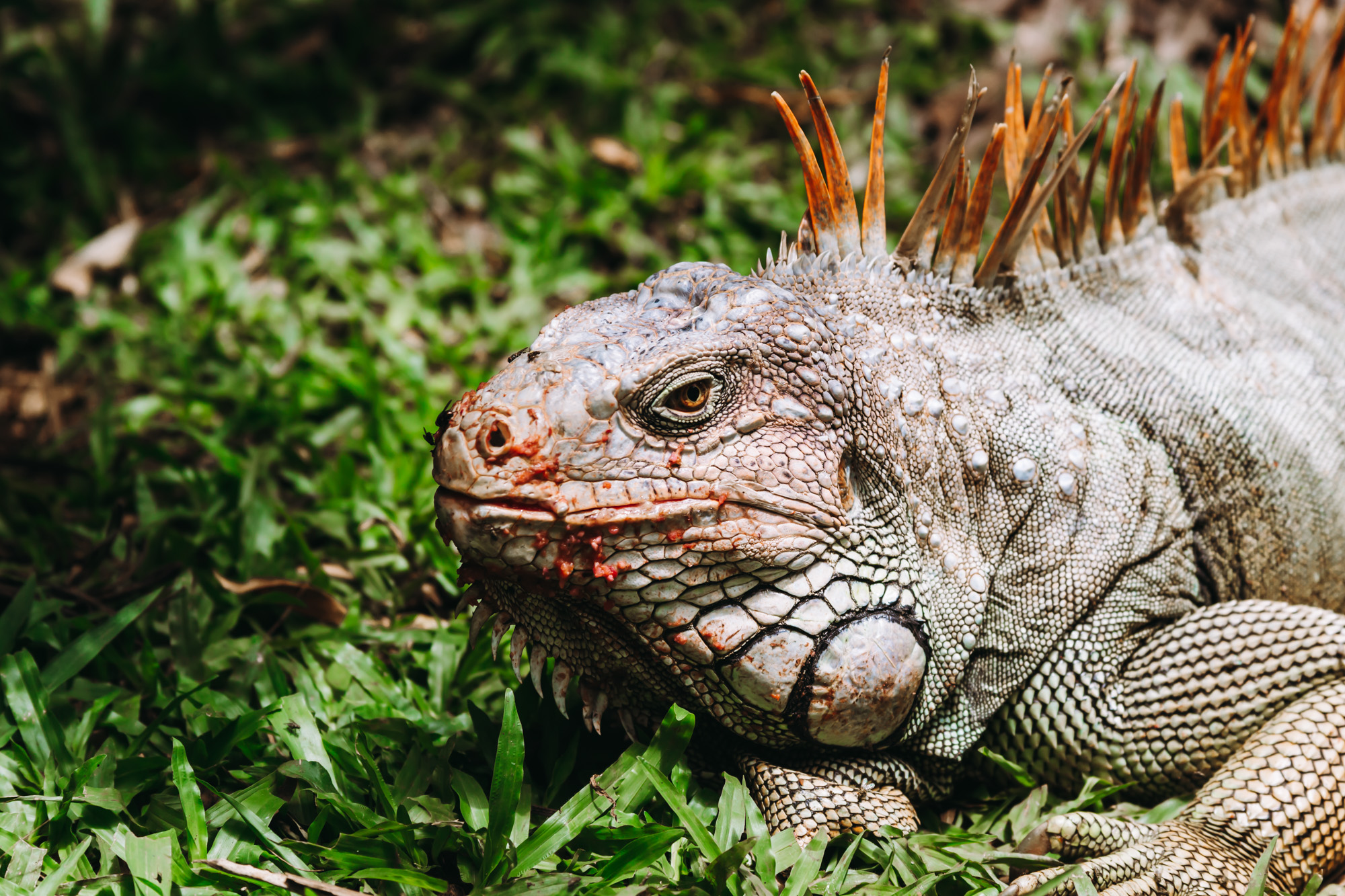 iguana wandering free at the best wildlife sanctuary in Costa Rica