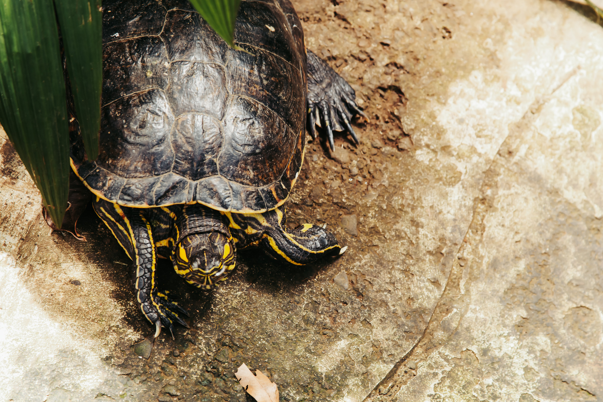 River turtle at Rescate Wildlife Rescue Center in Alajuela