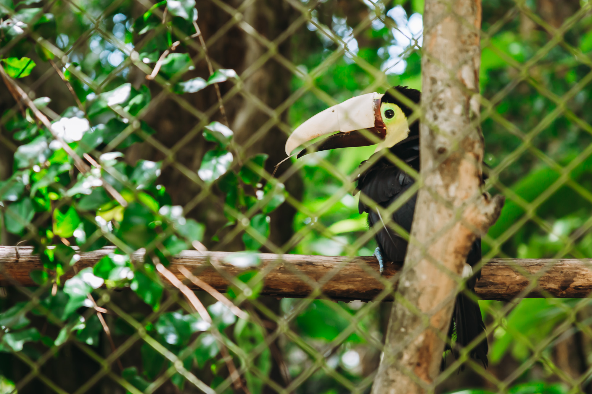 Toucan with a prosthetic beak at the best wildlife sanctuary in Costa Rica