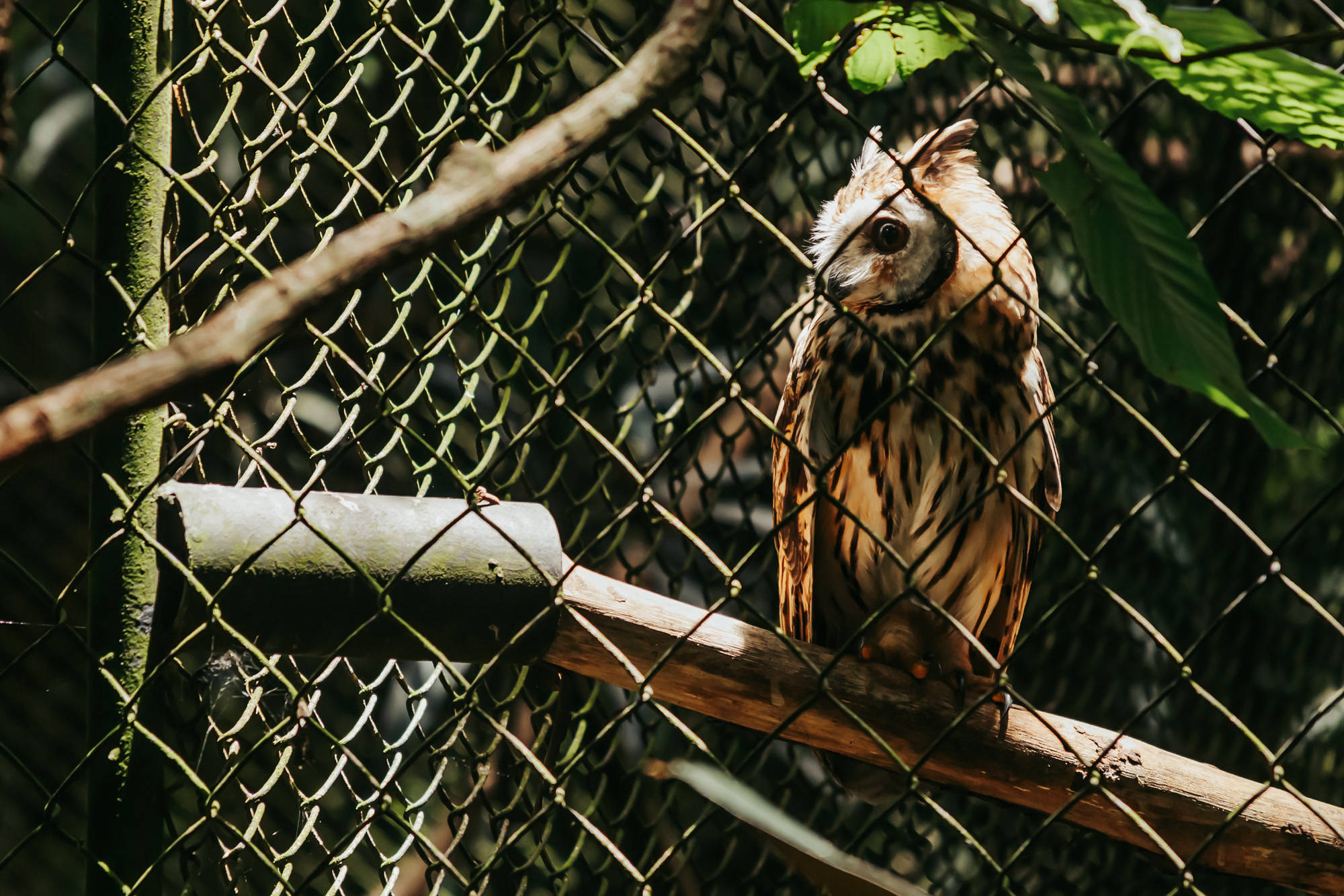 owl at rescate wildlife rescue Center in Costa Rica