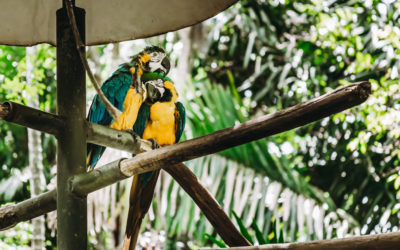 Best Wildlife Sanctuary in Costa Rica: Rescate Wildlife Rescue Center