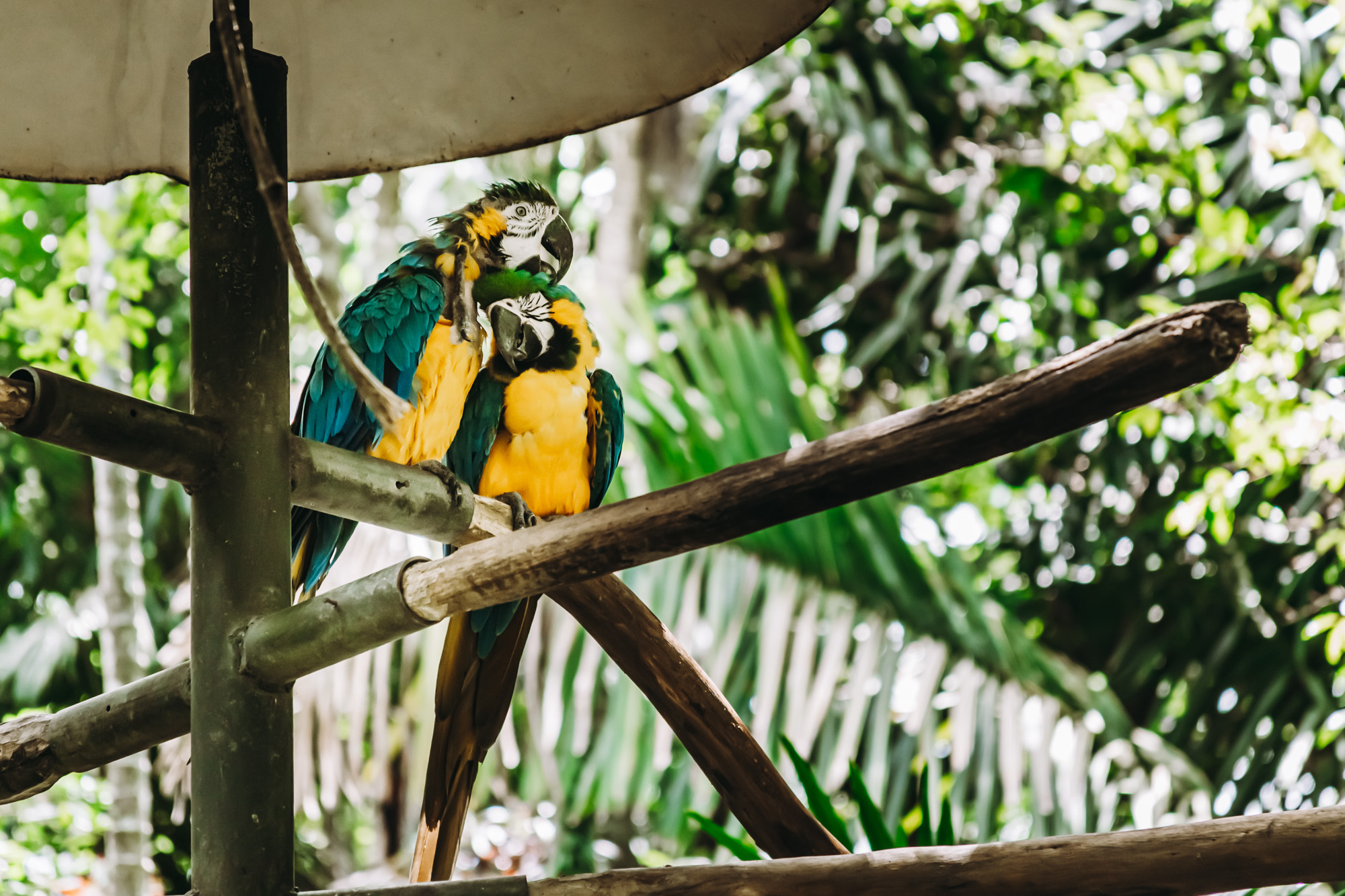 blue macaws on an open perch in Rescate Wildlife rescue center