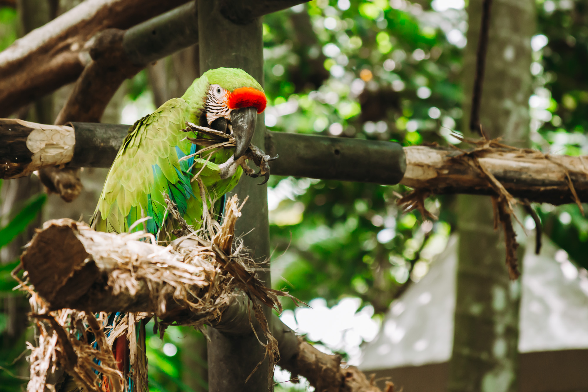 Green macaw on an open perch in Rescate Wildlife rescue center