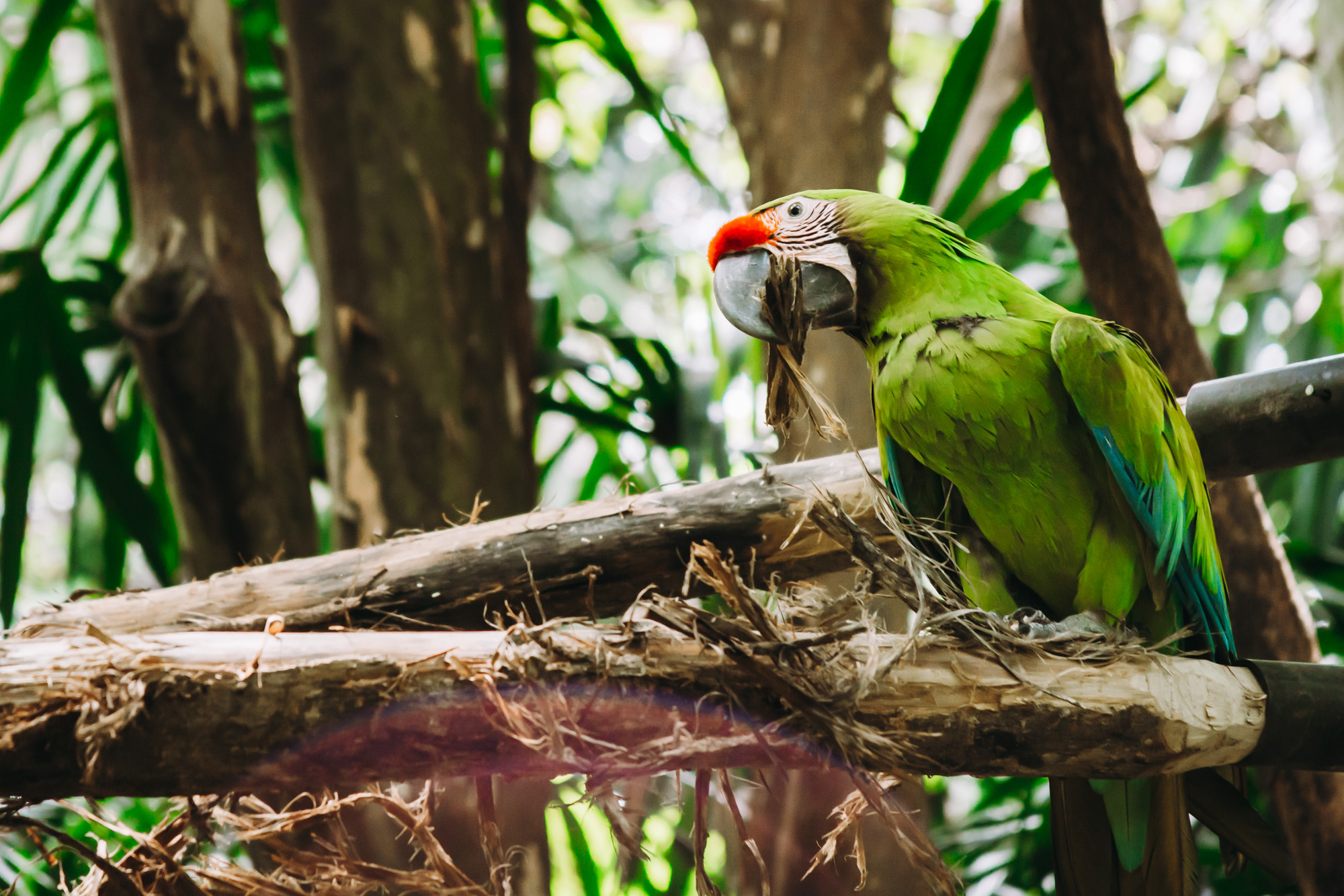Green macaw on an open perch in Rescate Wildlife rescue center