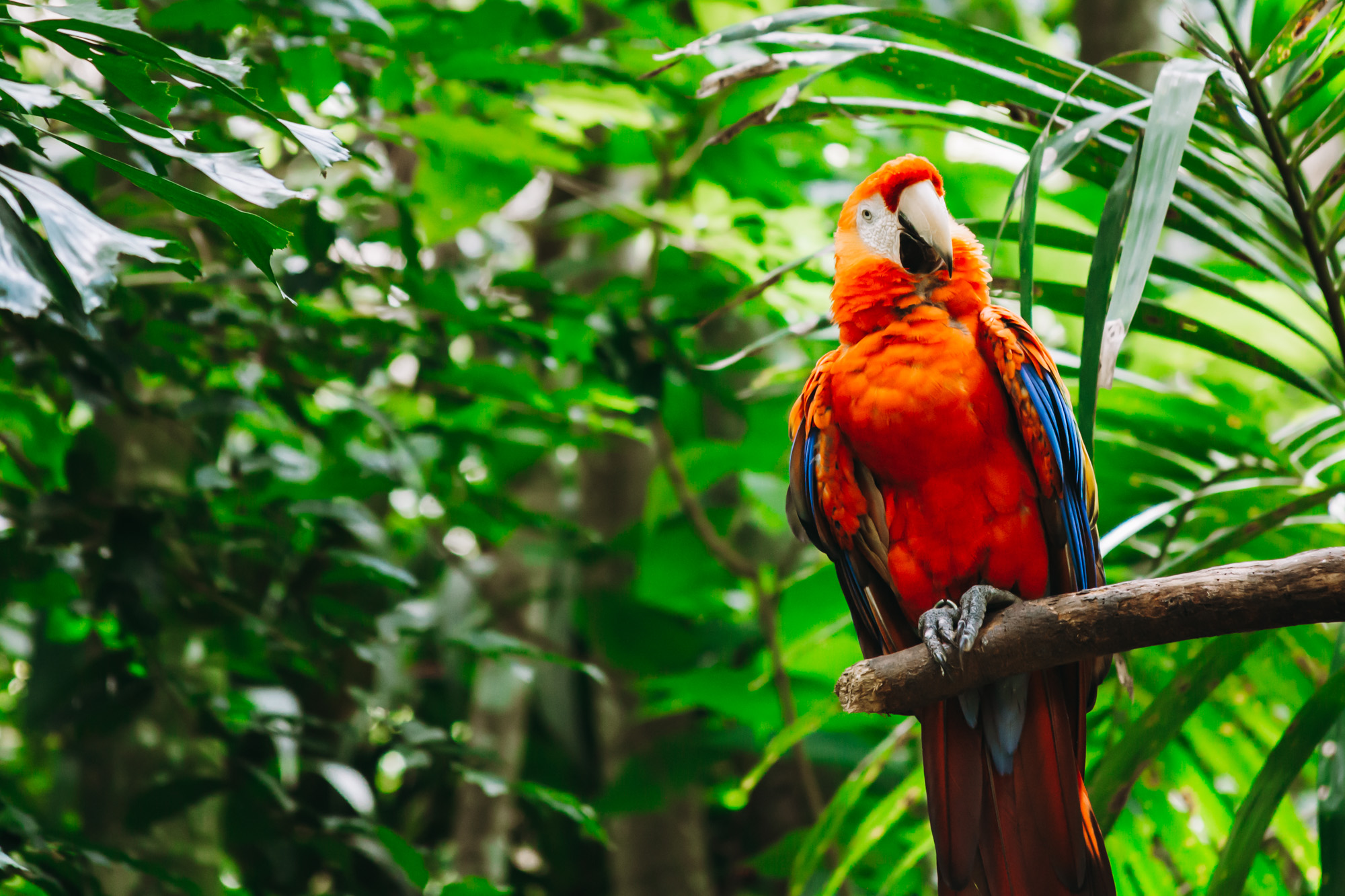 Scarlet macaw on an open perch in Rescate Wildlife rescue center