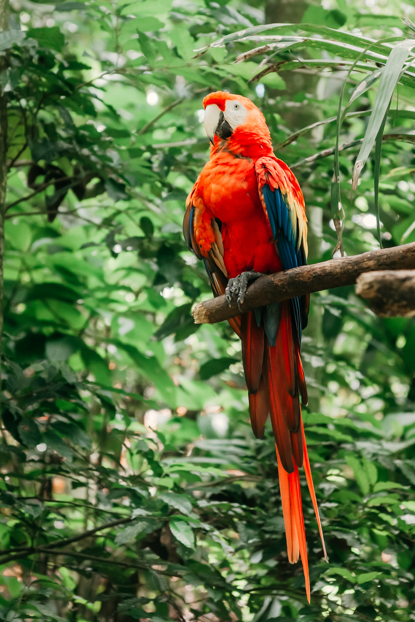 Scarlet macaw on an open perch in Rescate Wildlife rescue center