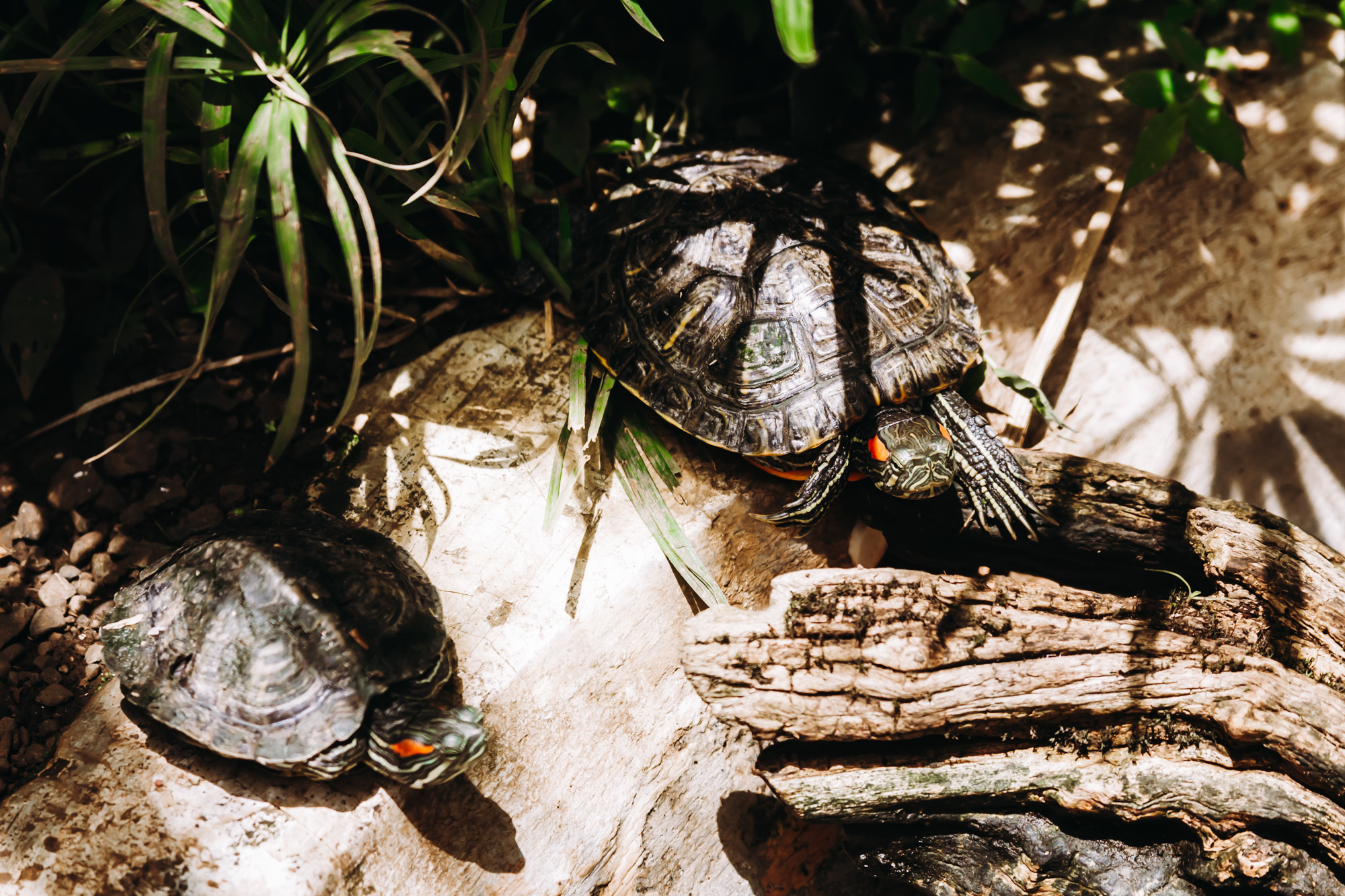 Pair of turtles at the best wildlife sanctuary in Costa Rica