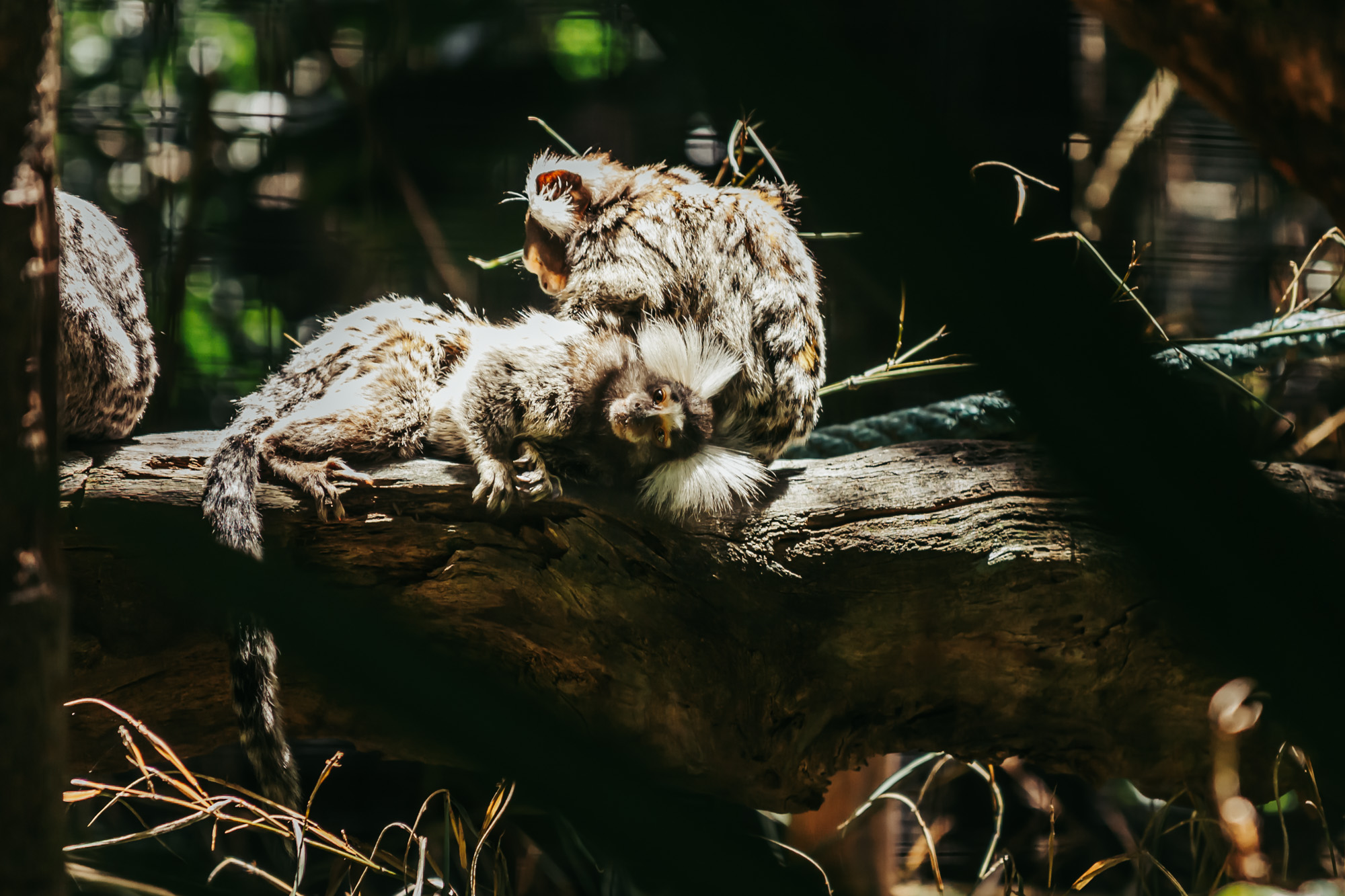 marmoset monkeys at the best wildlife sanctuary in Costa Rica