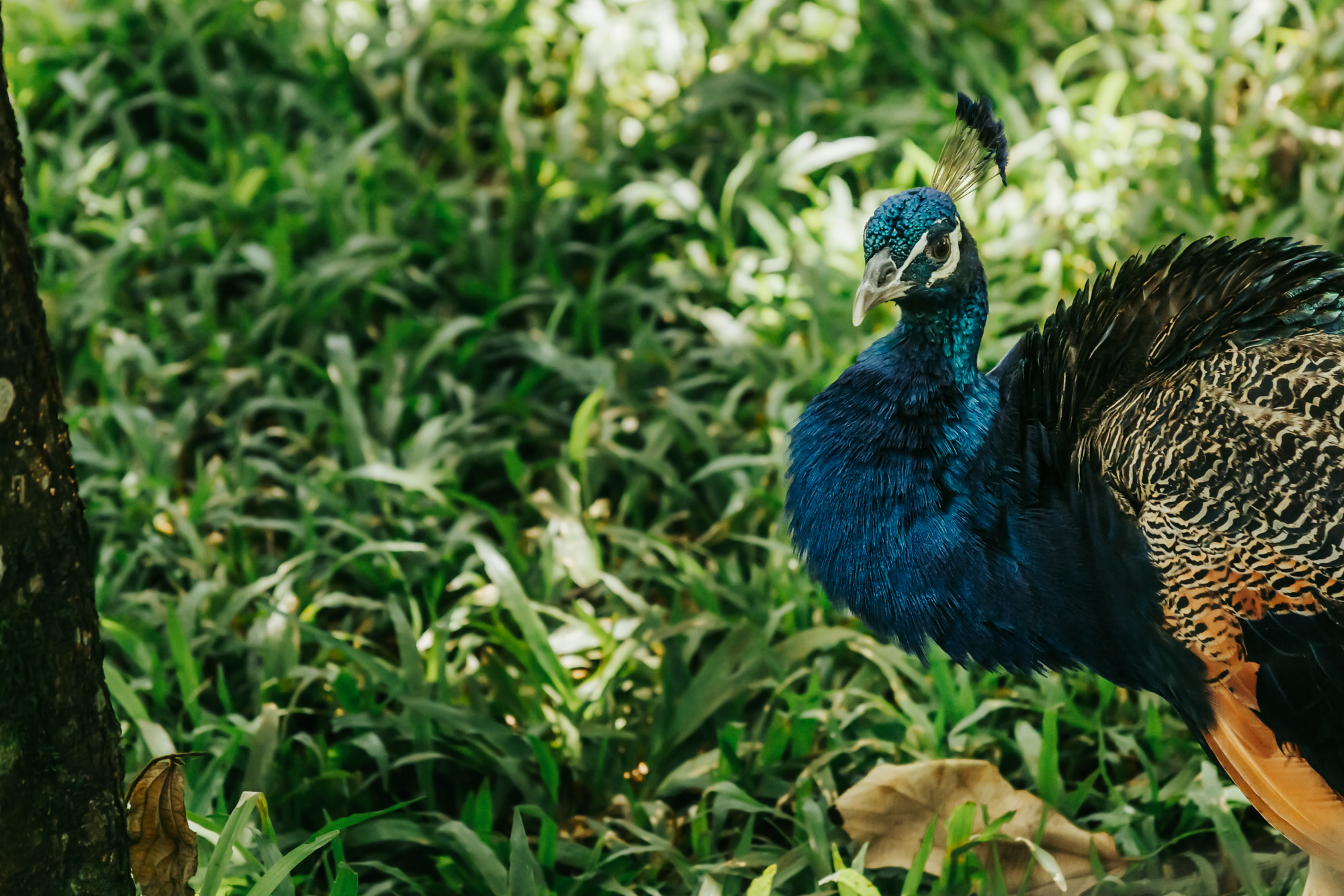 peacock wandering free at the best wildlife sanctuary in Costa Rica