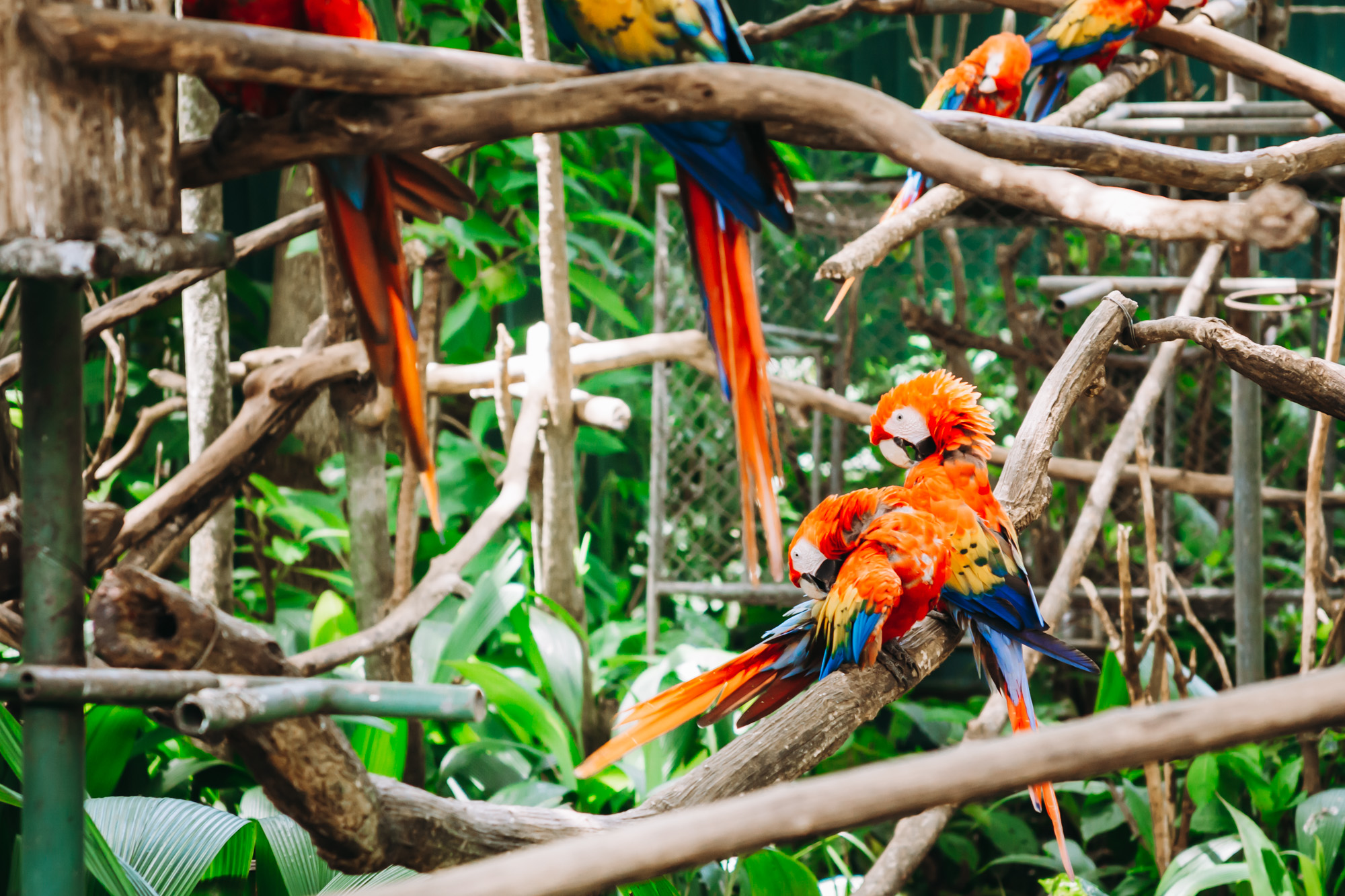 Scarlet macaws playing on the open perches in Rescate Wildlife rescue center