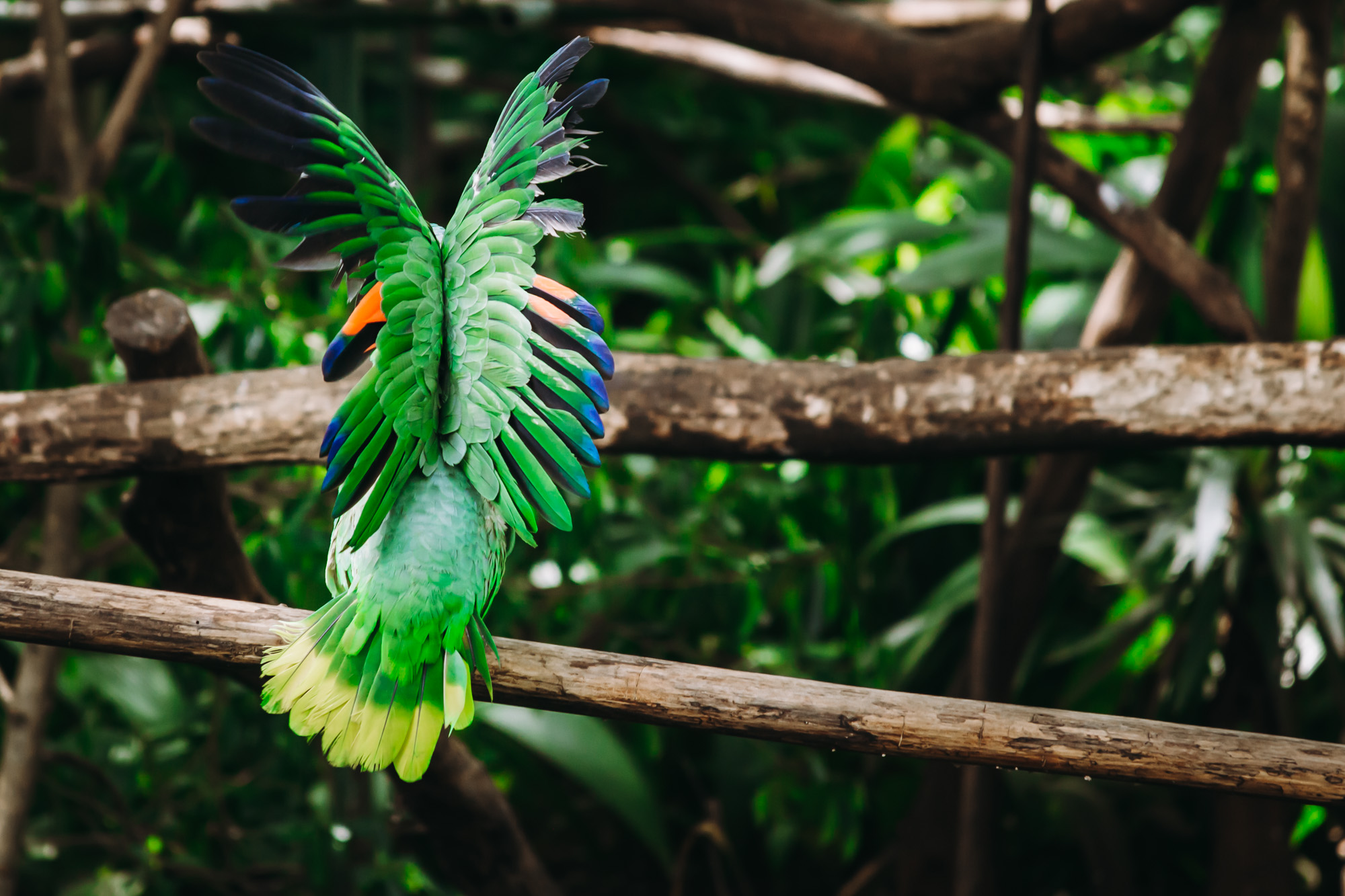 Green Parrots playing on the open perches in Rescate Wildlife rescue center
