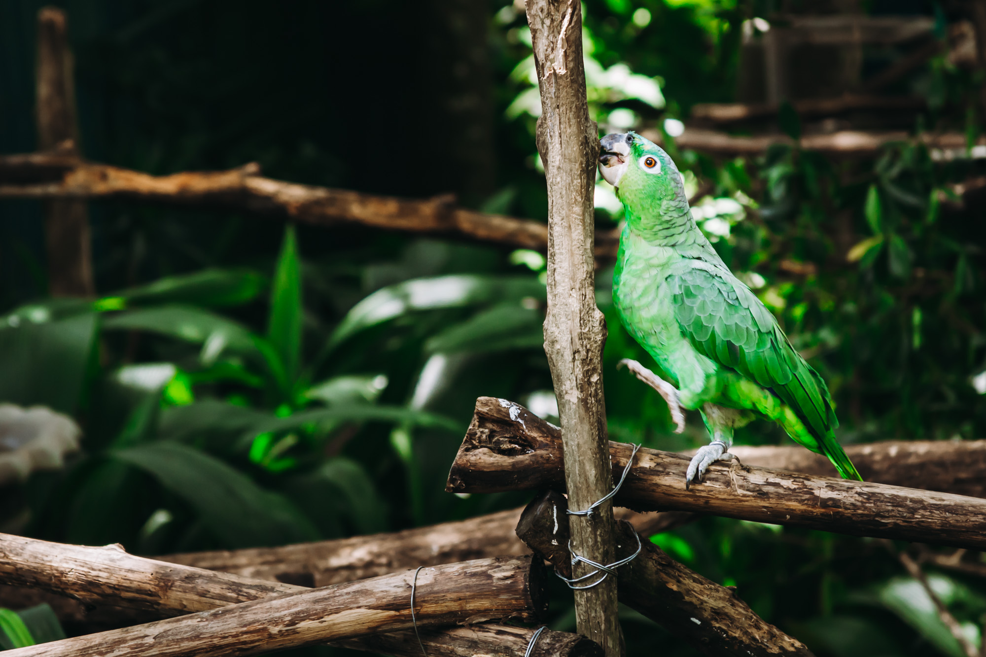 Green Parrots playing on the open perches in Rescate Wildlife rescue center