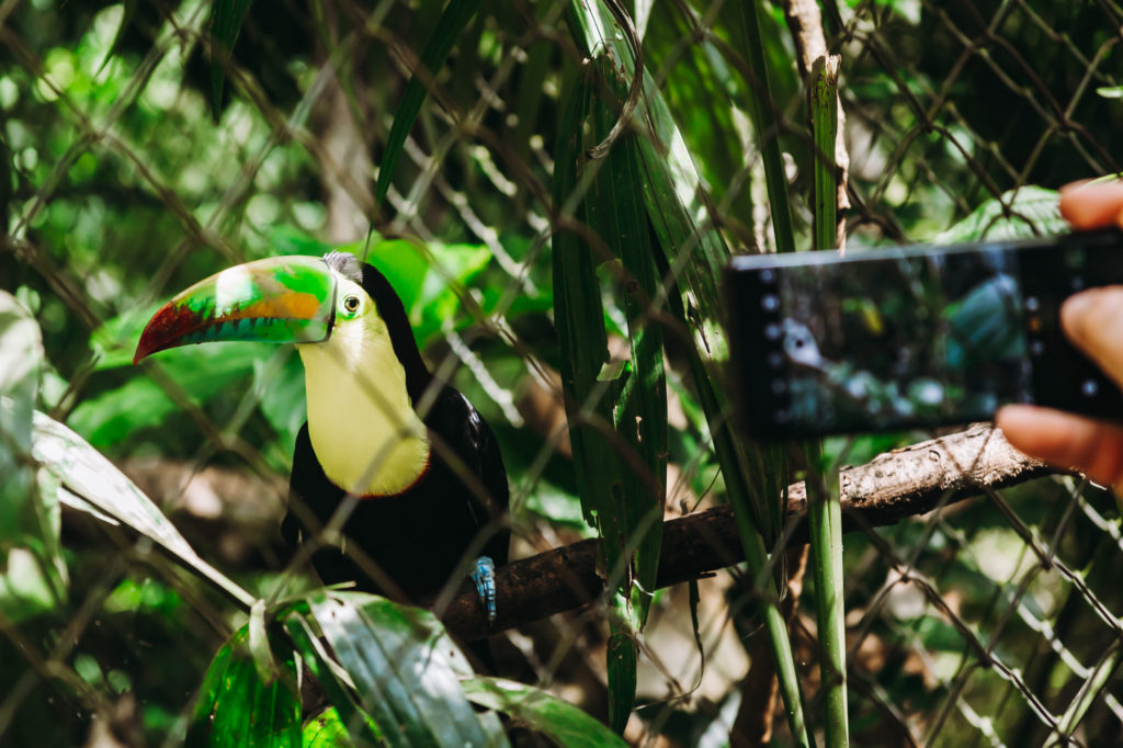 My hubby taking a picture of a toucan