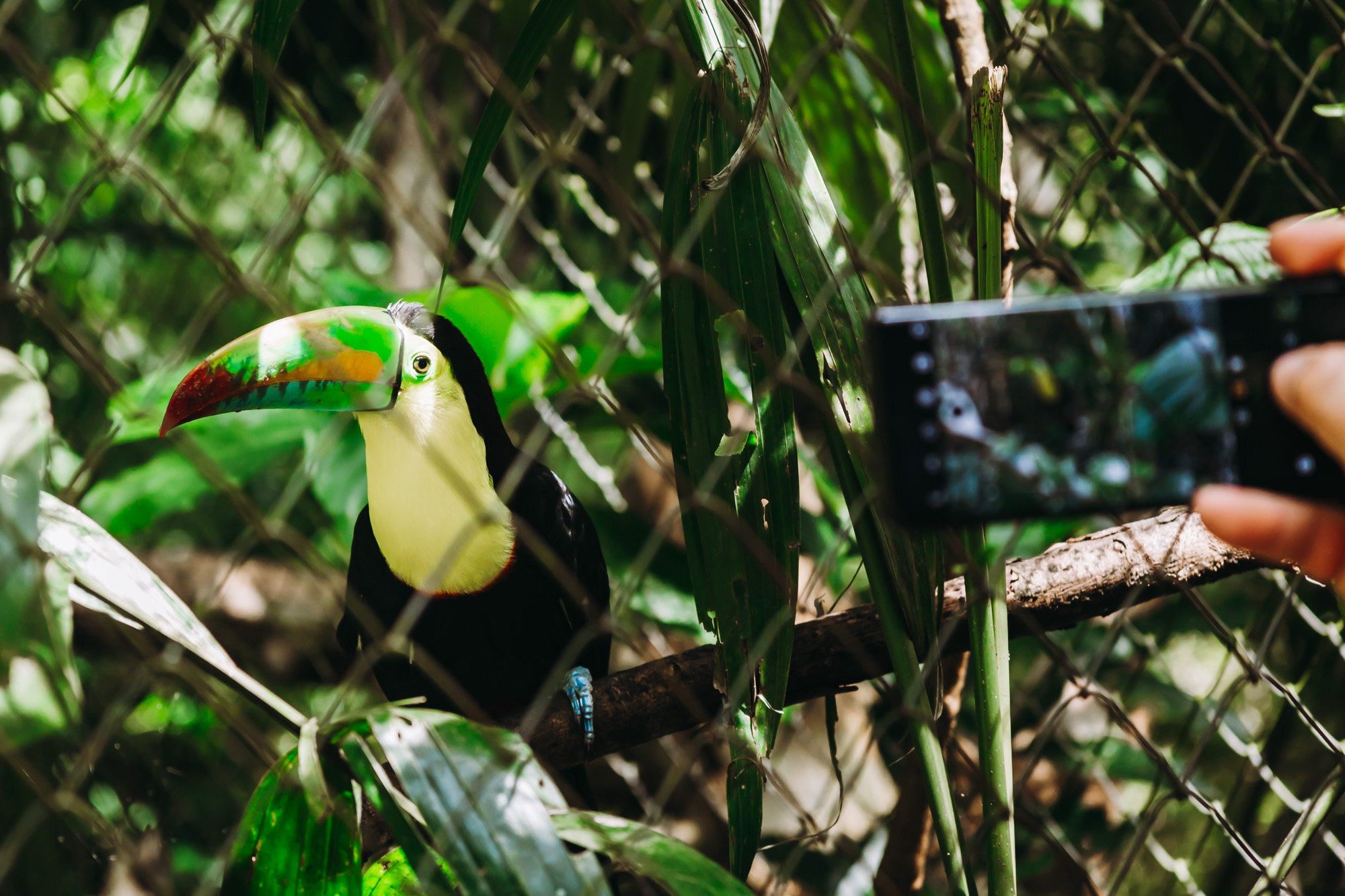 My hubby taking a picture of a toucan