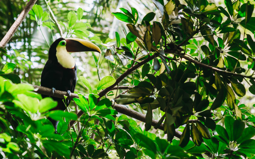 Fun Facts About Toucans in Costa Rica!