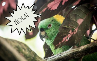 Talk Like a Tico: A Guide to Costa Rican Spanish Phrases