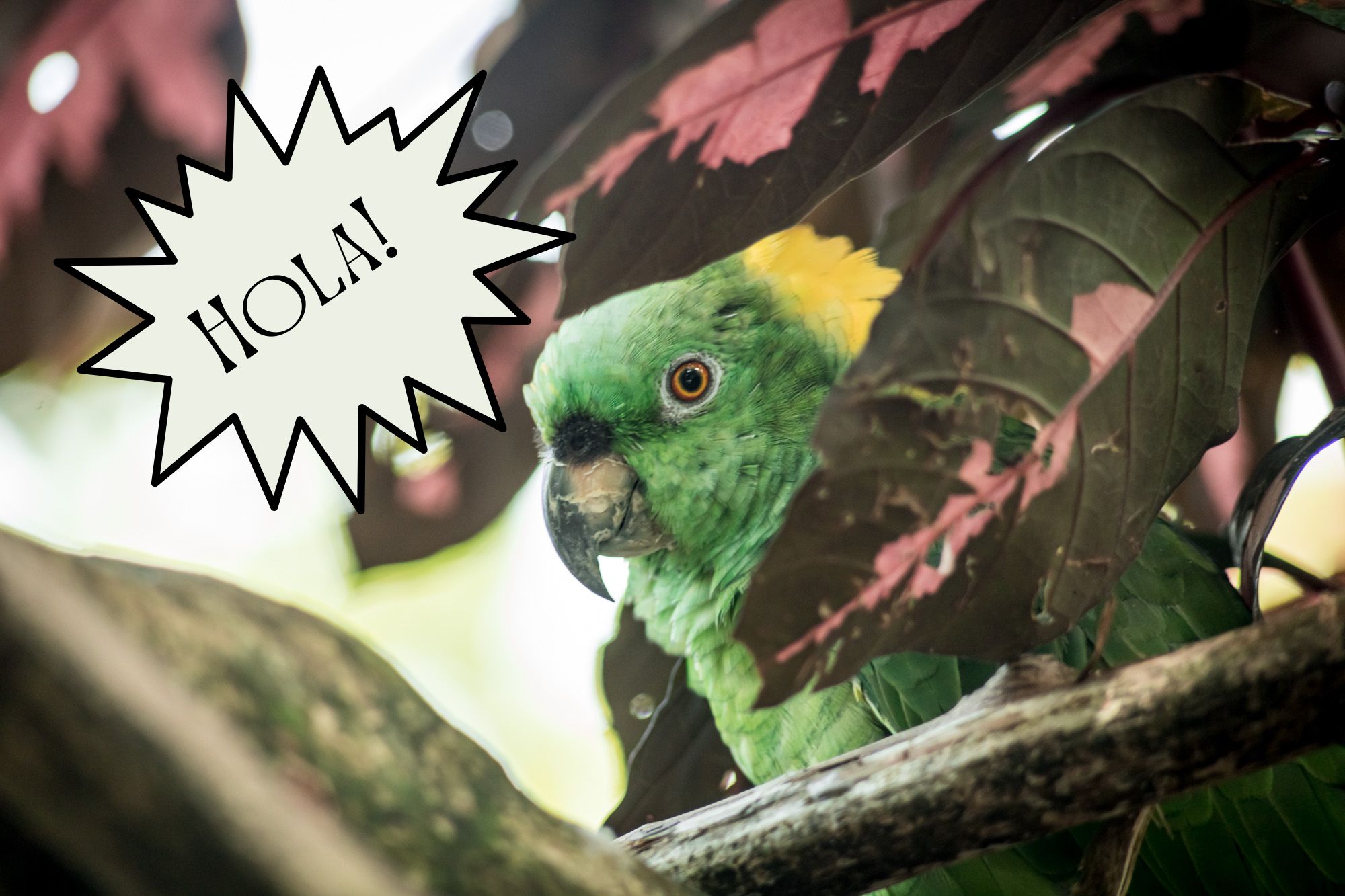 Green parrot saying hola