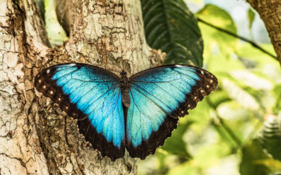 Fascinating Facts About Butterflies in Costa Rica