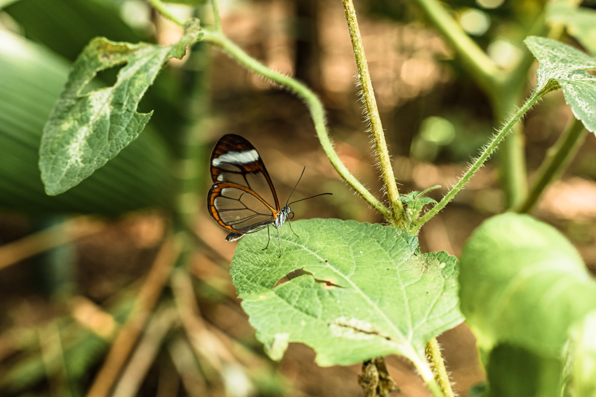 Glasswing Butterfly