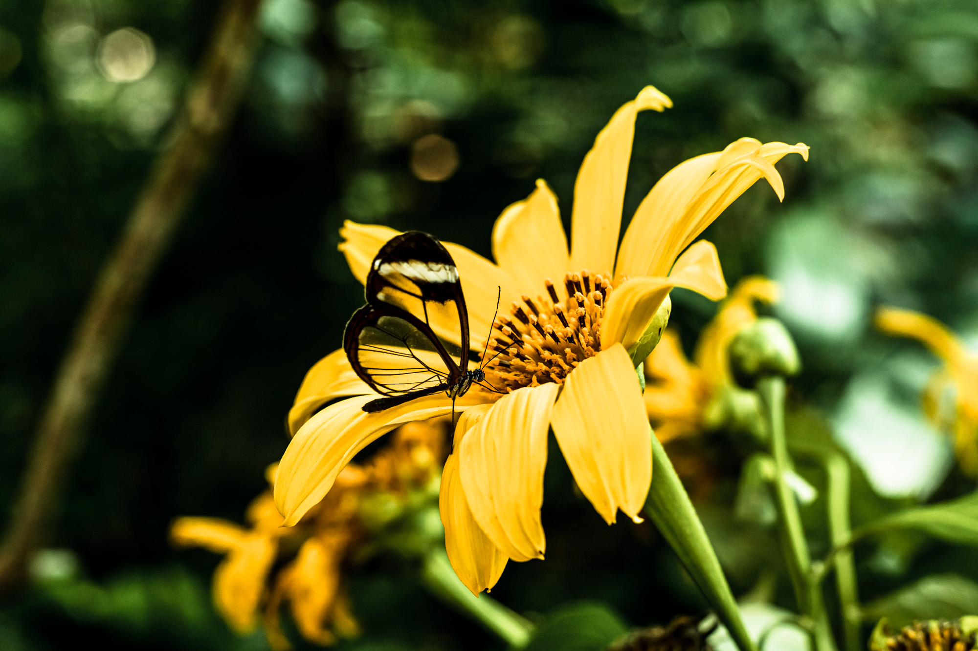 glasswing butterfly on a yellow daisy