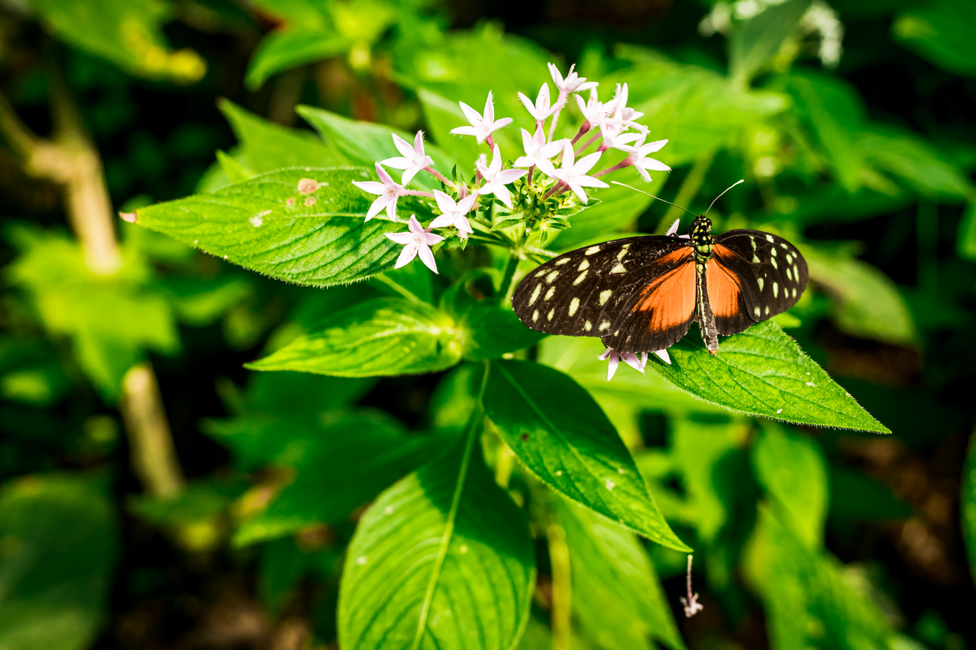 orange butterfly